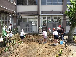 さつまいもへ水やり