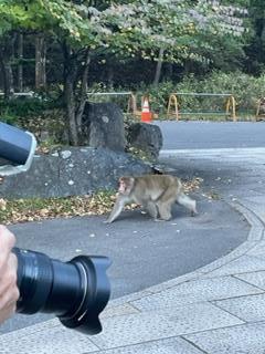 すぐ近くに猿が!