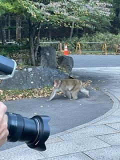 すぐ近くに猿が！