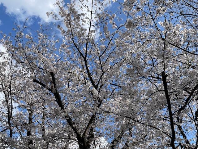 体育館裏の桜、満開です