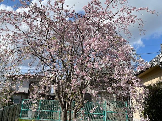 プール横のしだれ桜