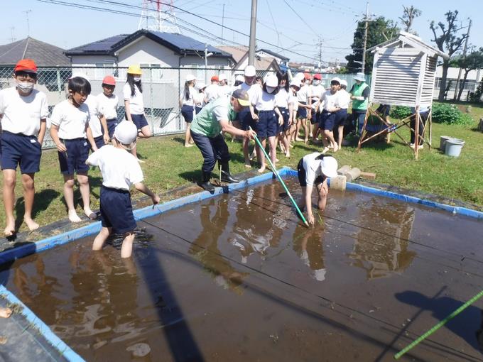 植える位置を1束ずつ示してくださいます