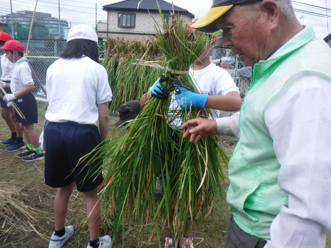 束ねたらXにして干します