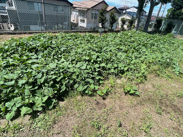 さつまいも