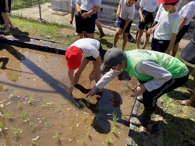 田植え②