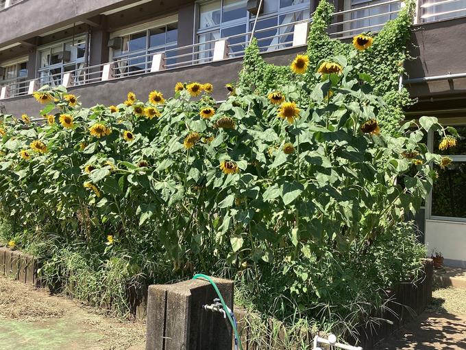 中庭のひまわり