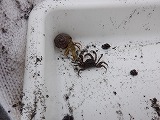 ヤドカリやカニ等、見つけるたびに歓声が上がっていました。