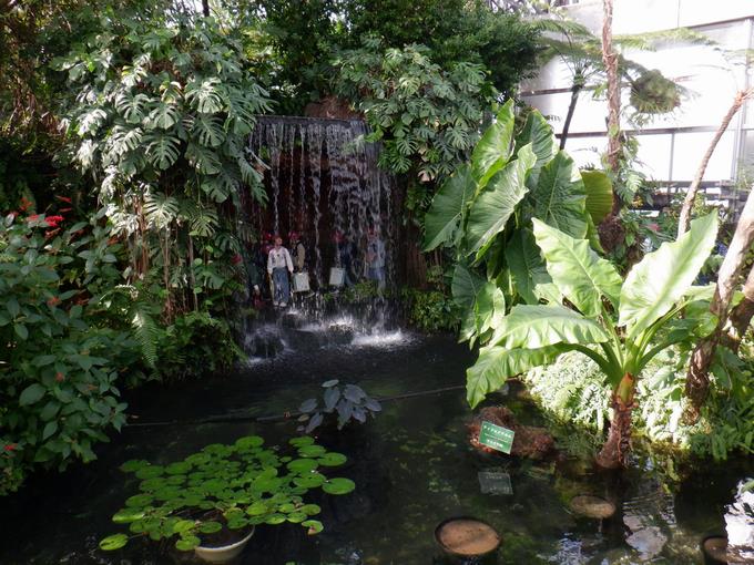 たくさんの熱帯植物に触れました！