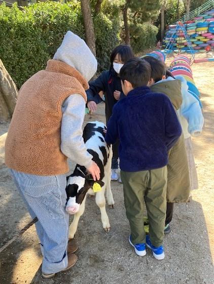 かわいい子牛