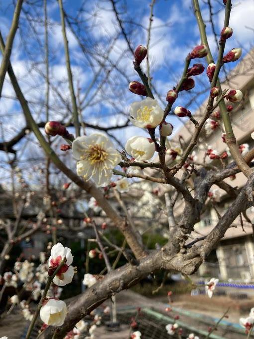 校庭の梅の花