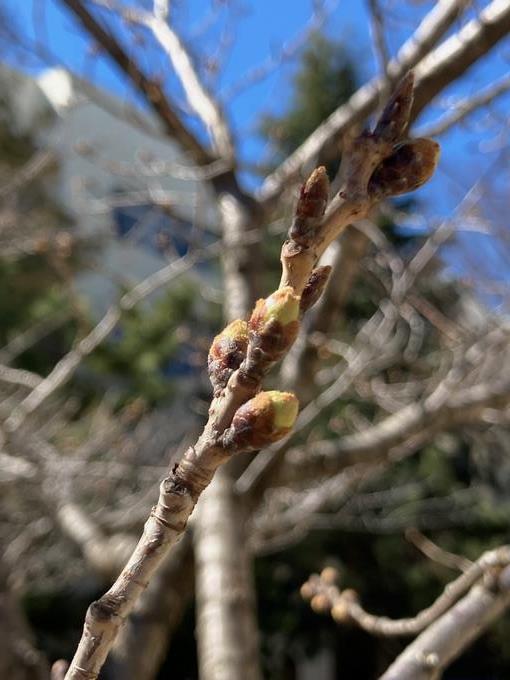 桜のつぼみ