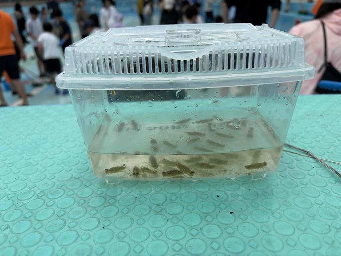 プール掃除