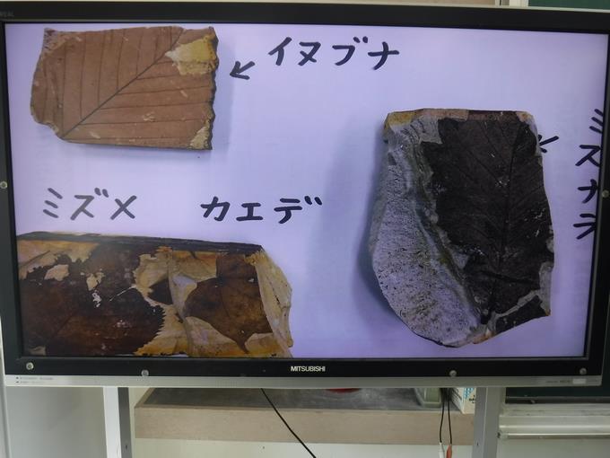 葉っぱの化石3