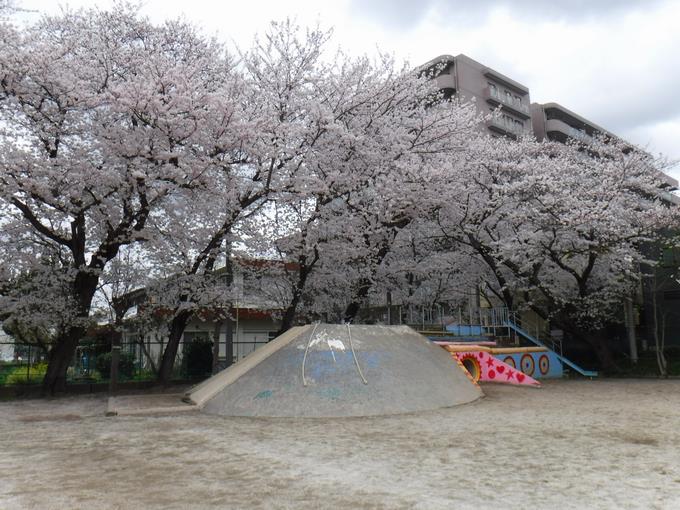 満開の桜