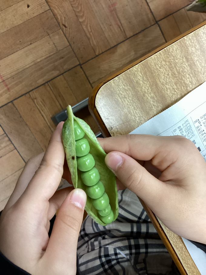 グリンピースの鞘むき2