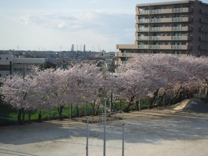 校庭の桜(4月1日)
