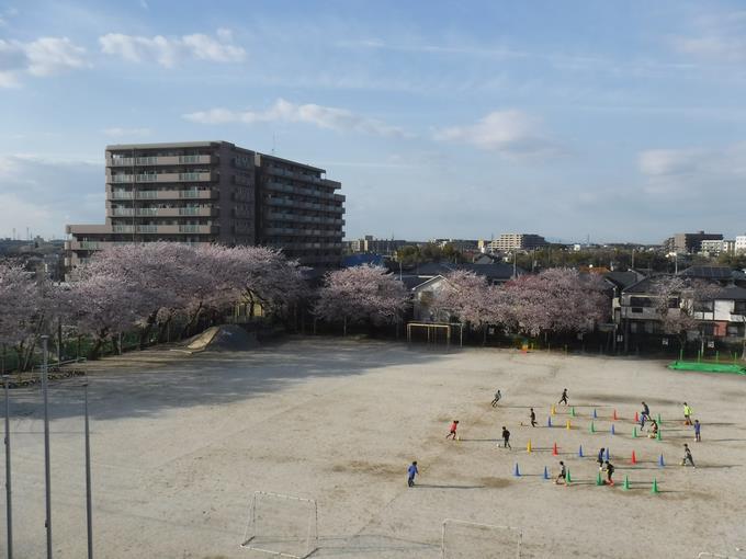 校庭の桜(4月1日)