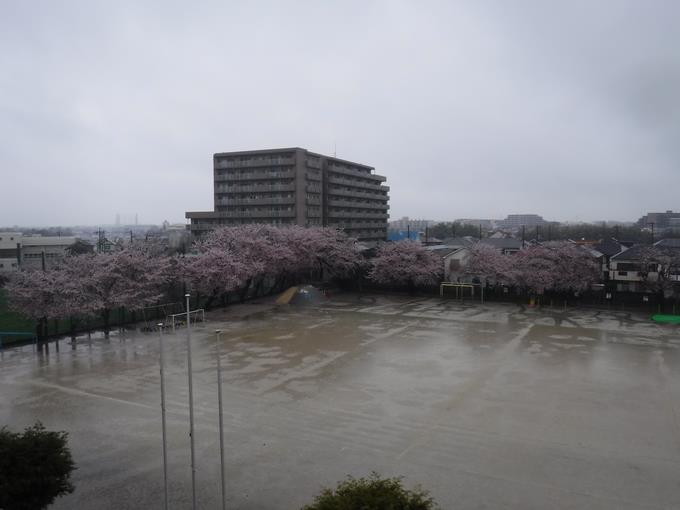 校庭の桜(4月4日)