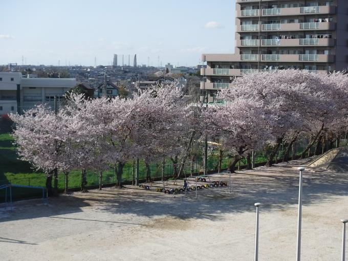 本校の桜(4月5日)