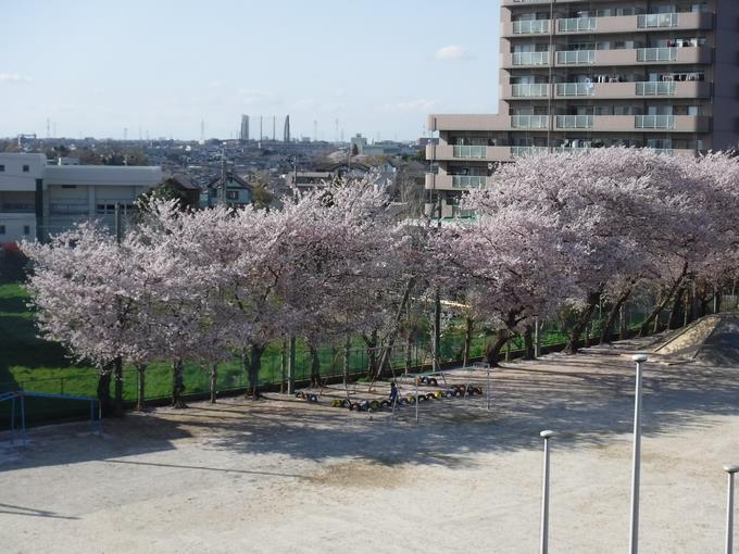 本校の桜(4月5日)