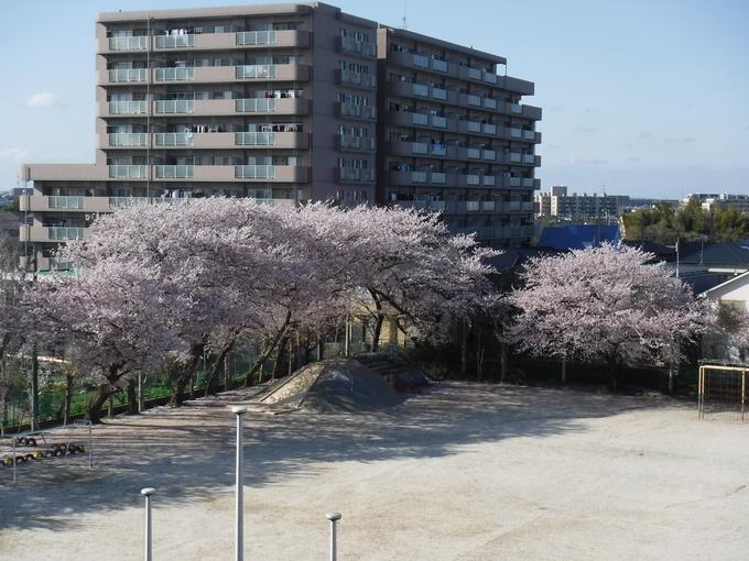 本校の桜(4月5日)