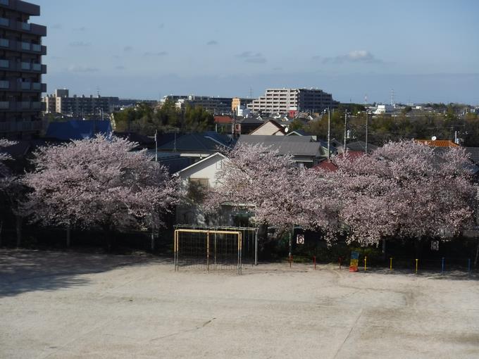 本校の桜(4月5日)