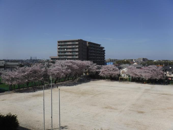 校庭の桜(4月6日)