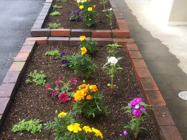 花壇の花