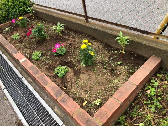 花壇の花