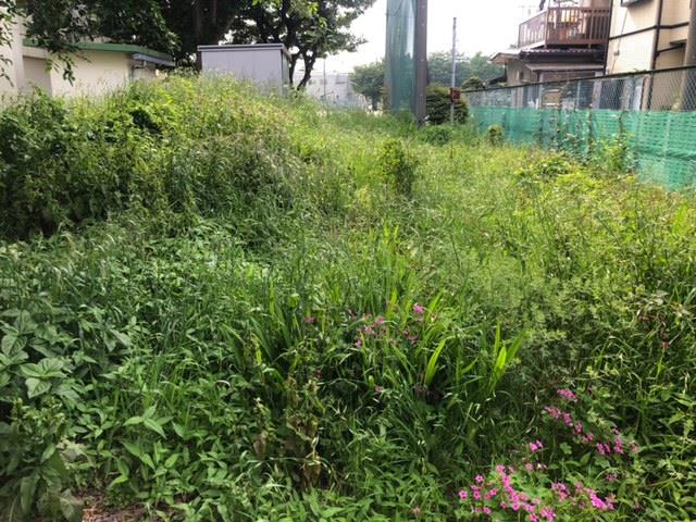 樹木園