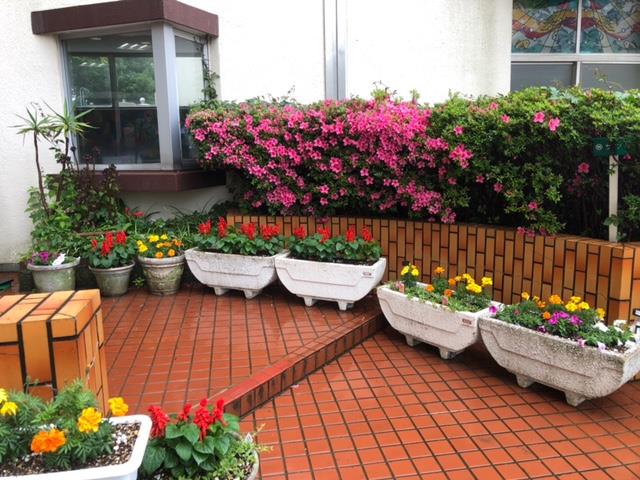 玄関前の花