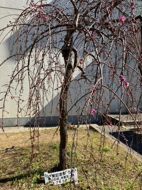 梅の花が開花しました(第15回卒業生記念樹)