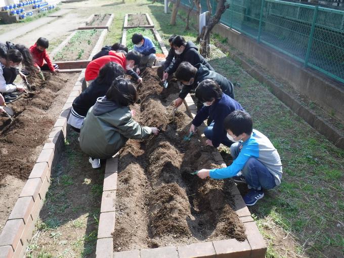 じゃがいもを植えよう