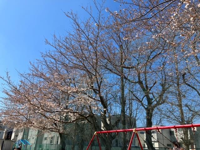 七林小の桜