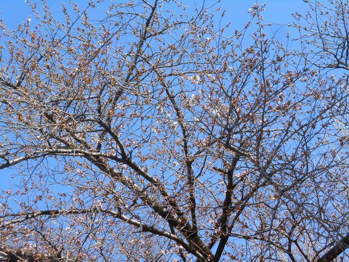 桜の開花