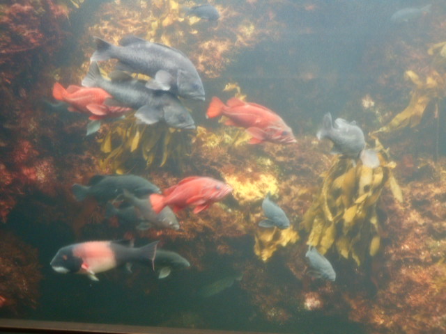 葛西臨海水族園1
