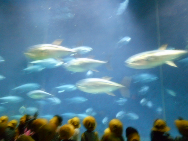 葛西臨海水族園2