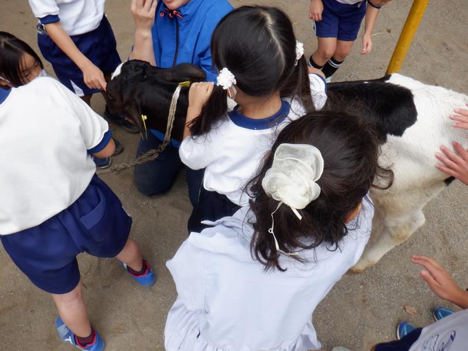 子牛をなでなで!