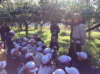 梨の成長についてのお話