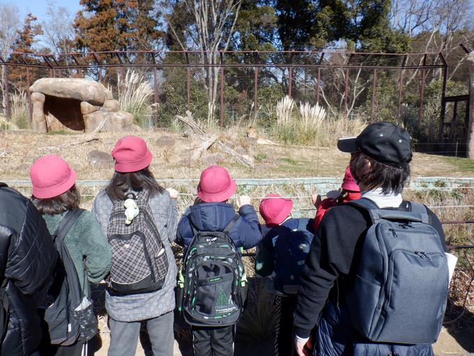 ライオン発見！！