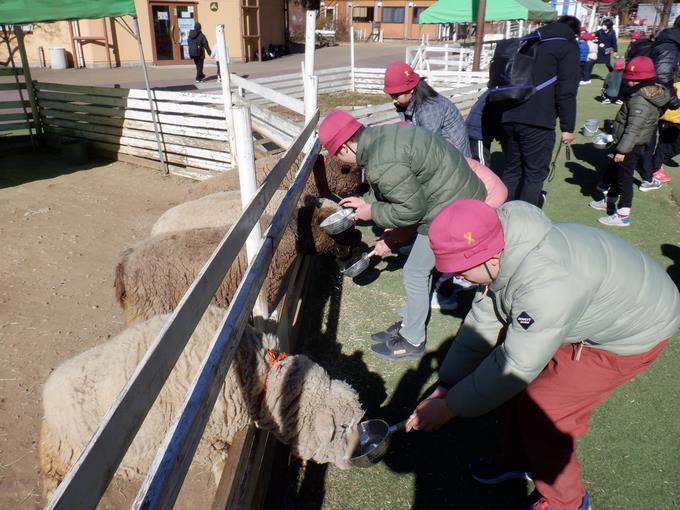 ひつじにえさやり体験中