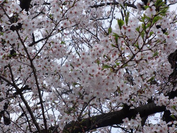 東門わきの桜