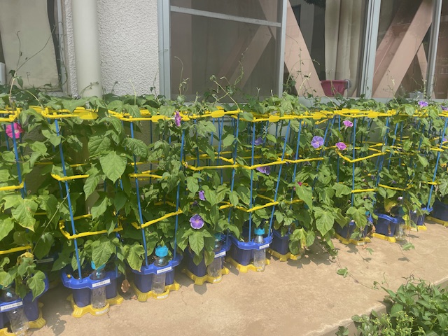 1年生のあさがお