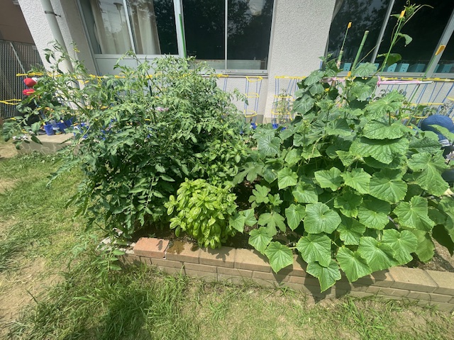6組の畑