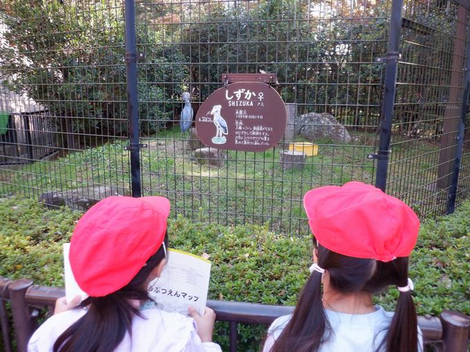 人気のハシビロコウ