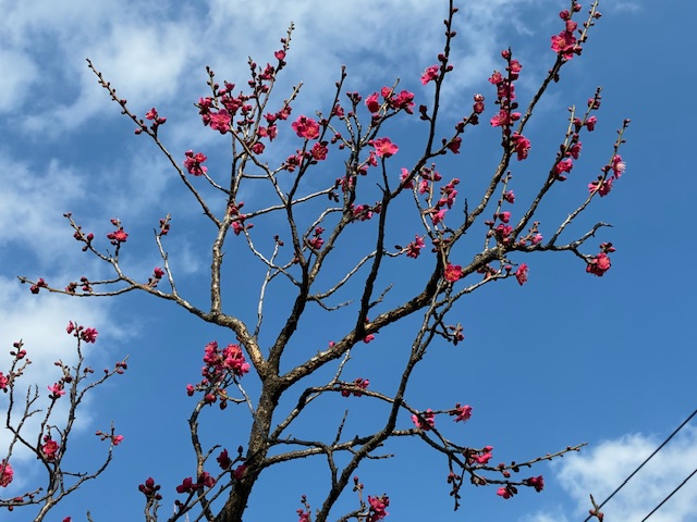 濃い紅色もすてきです