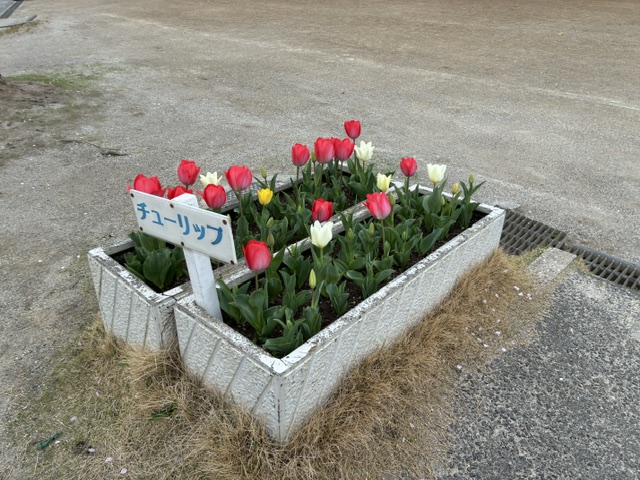 チューリップがきれいに咲きました