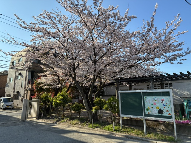 桜もなんとかもちました