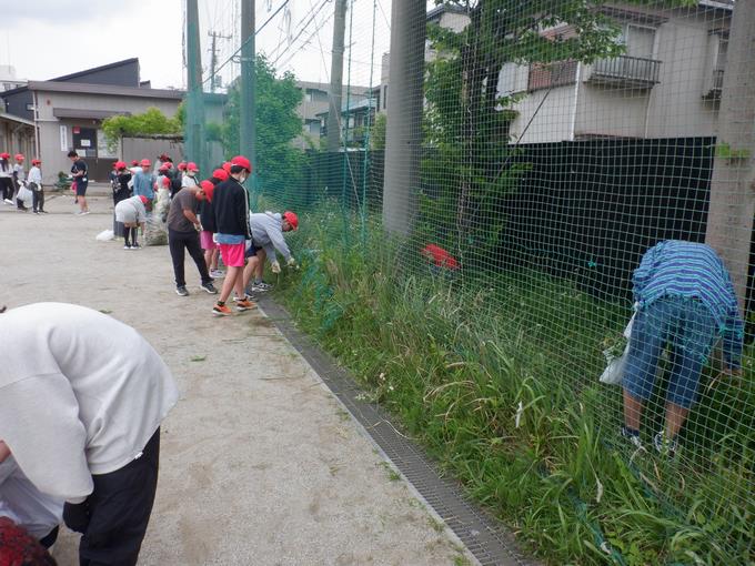 防球ネット際は抜きにくい雑草がいっぱい