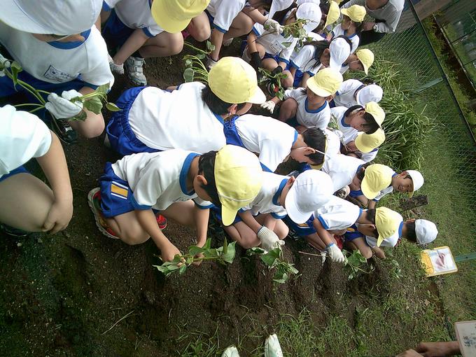 苗の向きを間違えないように植えます